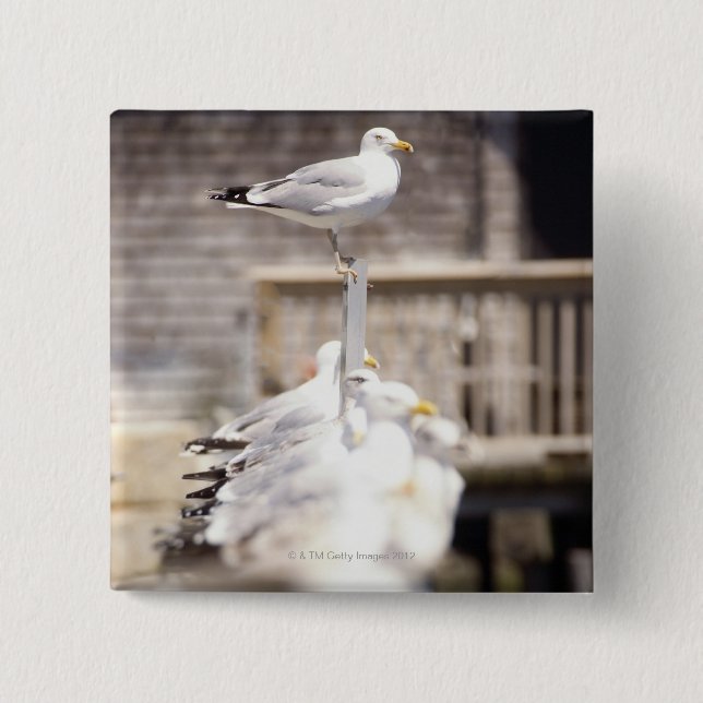 Sill Gulls (Larus argentatus) Knapp (Framsida)