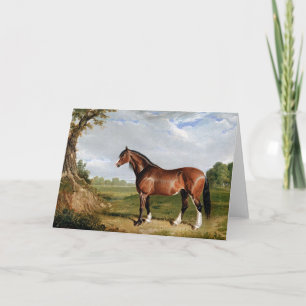 Sill/strömming - A Clydesdale Stallion, bra art. Kort