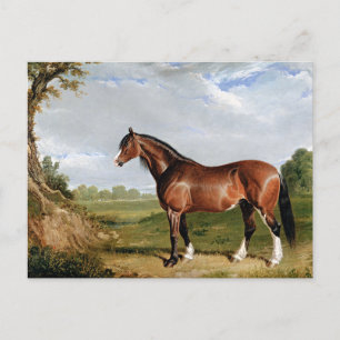 Sill/strömming - A Clydesdale Stallion, bra art. Vykort