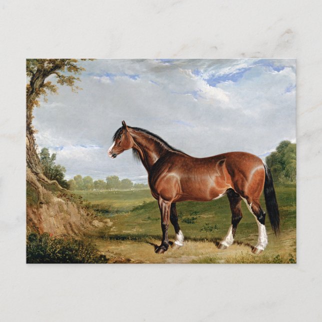 Sill/strömming - A Clydesdale Stallion, bra art. Vykort (Framsida)