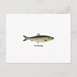 Sill/strömming Vykort