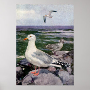Sillfiskmåsar på stenig Shoreline Poster