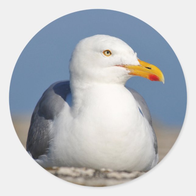 Sillgull ljugande på vägg runt klistermärke (Framsida)