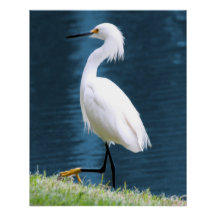 Sillkonst med häger Minimalistisk natur Kust