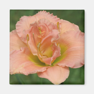 Siloam dubbel klassiker - Daylily Magnet