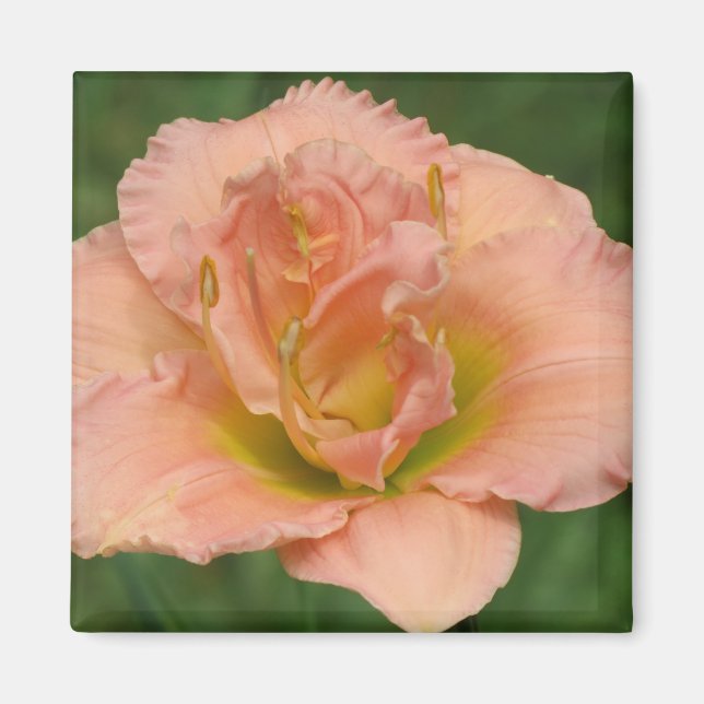 Siloam Dubbla Classic - Daylily Magnet (Framsidan)