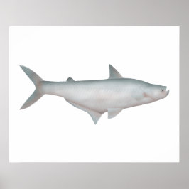 Silond Catfish Poster