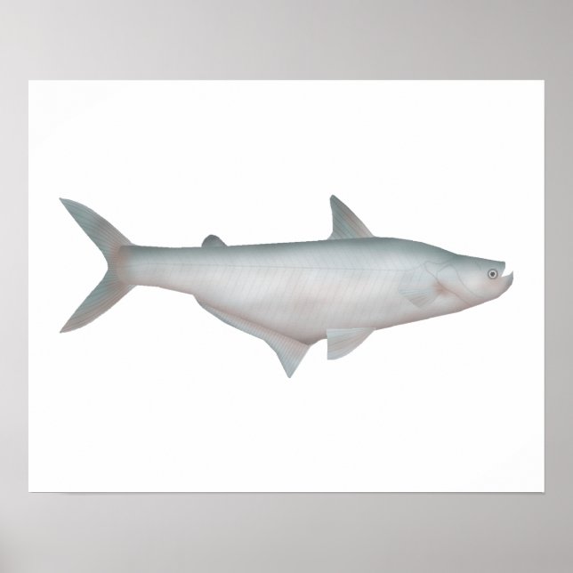 Silond Catfish Poster (Framsidan)