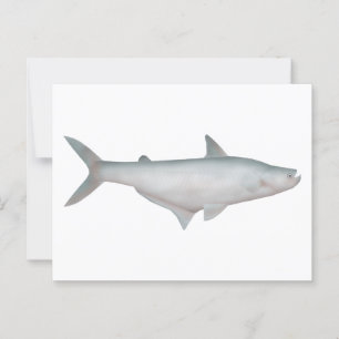 Silond Catfish Vykort