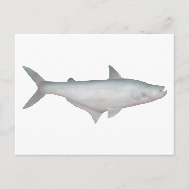 Silond Catfish Vykort (Framsida)