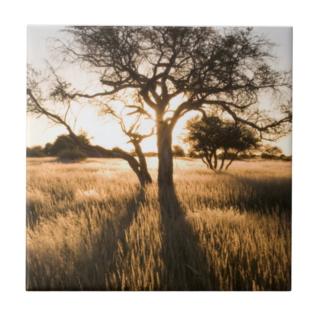 Siluett av akacieträd i gräset. Mariental Kakelplatta (Framsidan)