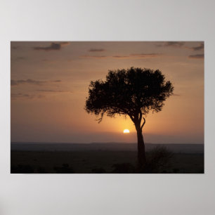 Siluett av träd på slätt, Masai Mara 2 Poster
