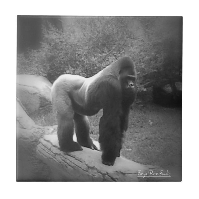 Silveback Gorilla Kakelplatta (Framsidan)