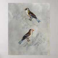 Silved Aviary | Två fåglar