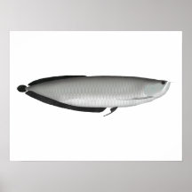 Silver Arowana Poster