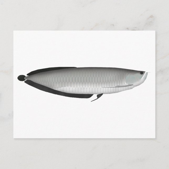 Silver Arowana Vykort (Framsida)