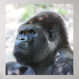 Silver Back Gorilla Poster