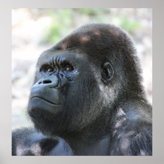 Silver Back Gorilla Poster (Framsidan)