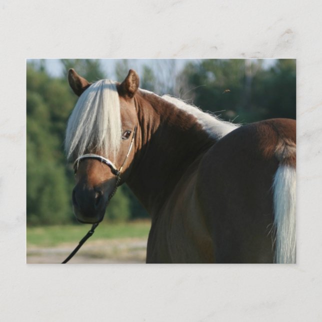 Silver Bay Miniature Horse Mare Vykort (Framsida)