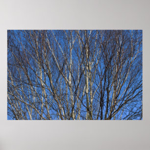 Silver Birch Grenar 02 Poster