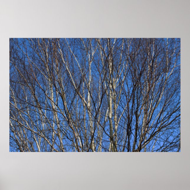 Silver Birch Grenar 02 Poster (Framsidan)