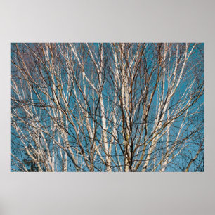 Silver Birch Grenar i Sol Poster