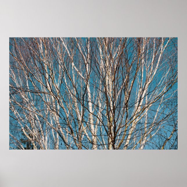 Silver Birch Grenar i Sol Poster (Framsidan)