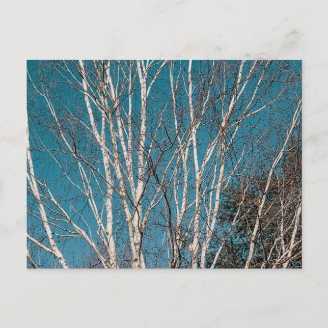Silver Birch Grenar i Sol Vykort (Framsida)