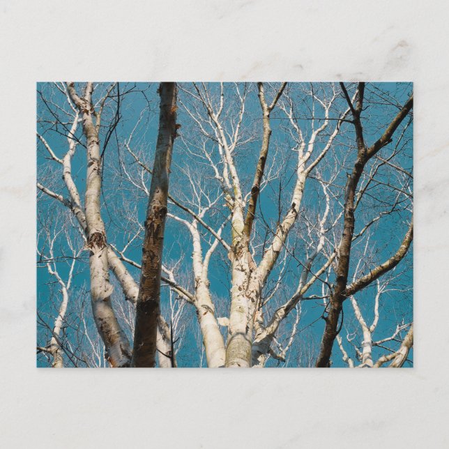 Silver Birch Grenar i Sol Vykort (Framsida)