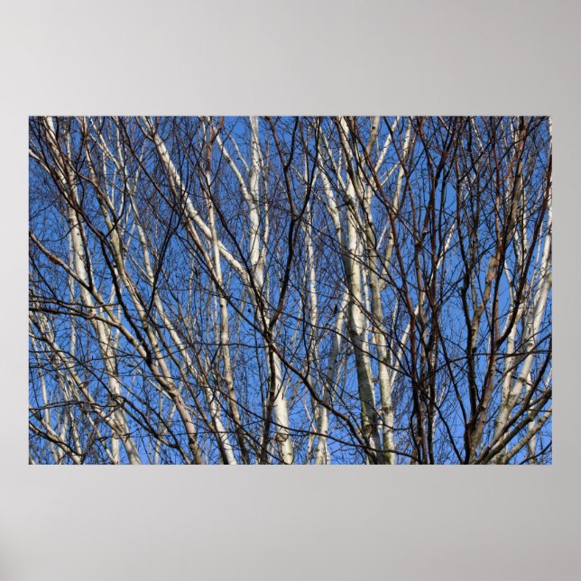 Silver Birch Grenar Poster (Framsidan)
