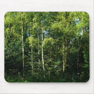 Silver Birch Musmatta