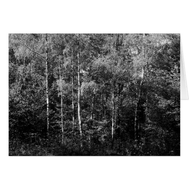 Silver Birch Träd B&W Hälsningskort (Framsidan Horizontal)