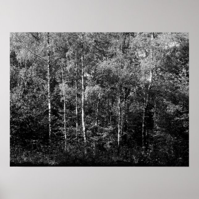 Silver Birch Träd - B&W Poster (Framsidan)