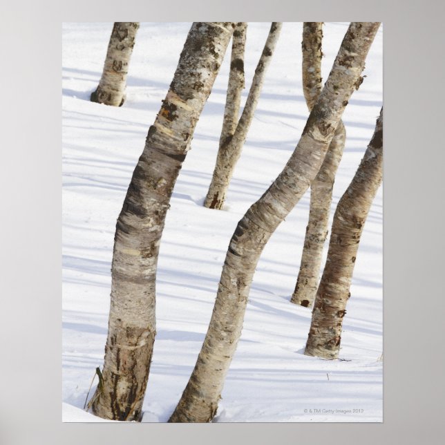 Silver Birch Träd i snölandskapet Poster (Framsidan)