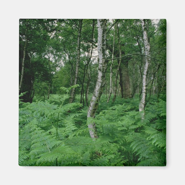 Silver birch träd och Ferners, Sherwood Forest Magnet (Framsidan)