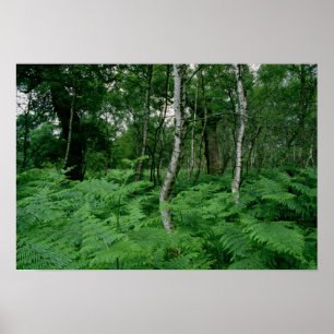 Silver birch träd och Ferners, Sherwood Forest Poster