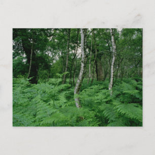 Silver birch träd och Ferners, Sherwood Forest Vykort