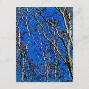 Silver birch träd vykort