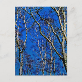 Silver birch träd vykort