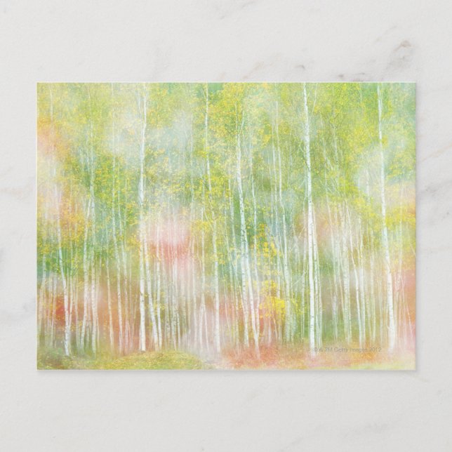 Silver Birch Träd Vykort (Framsida)