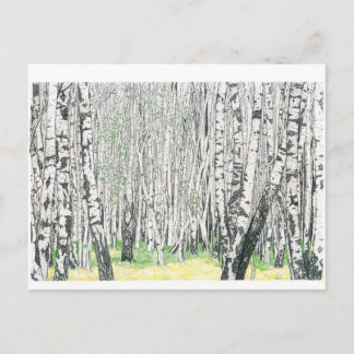 Silver Birch Wood - vykort