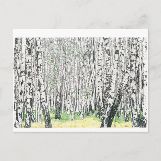 Silver Birch Wood - vykort (Framsida)