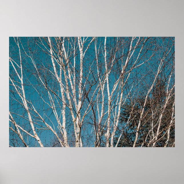 Silver Björkgrenar i solen Poster (Framsidan)