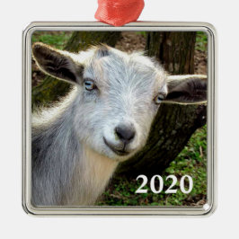 Silver Blue Eyed Nigerian Dwarf Dairy Goat Kid Julgransprydnad Metall