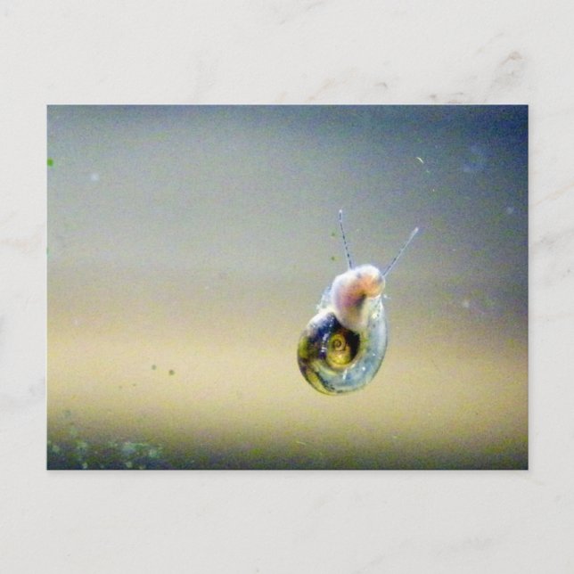 Silver-Blue-Guld Vatten Snigel Vykort (Framsida)
