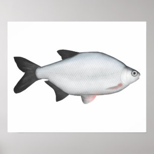 Silver Bream Poster