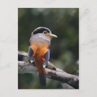 Silver Brested Broadbill Vykort