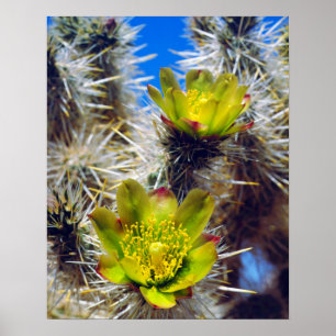 Silver Cholla Cactus Wildblommor Poster