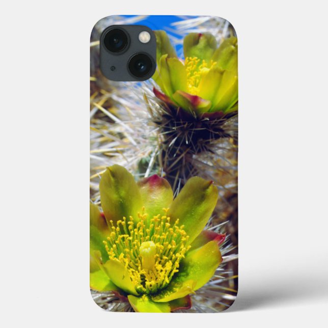 Silver Cholla Kaktus Vilda Blommor (Baksida)