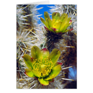 Silver Cholla Kaktus Vilda Blommor Hälsningskort